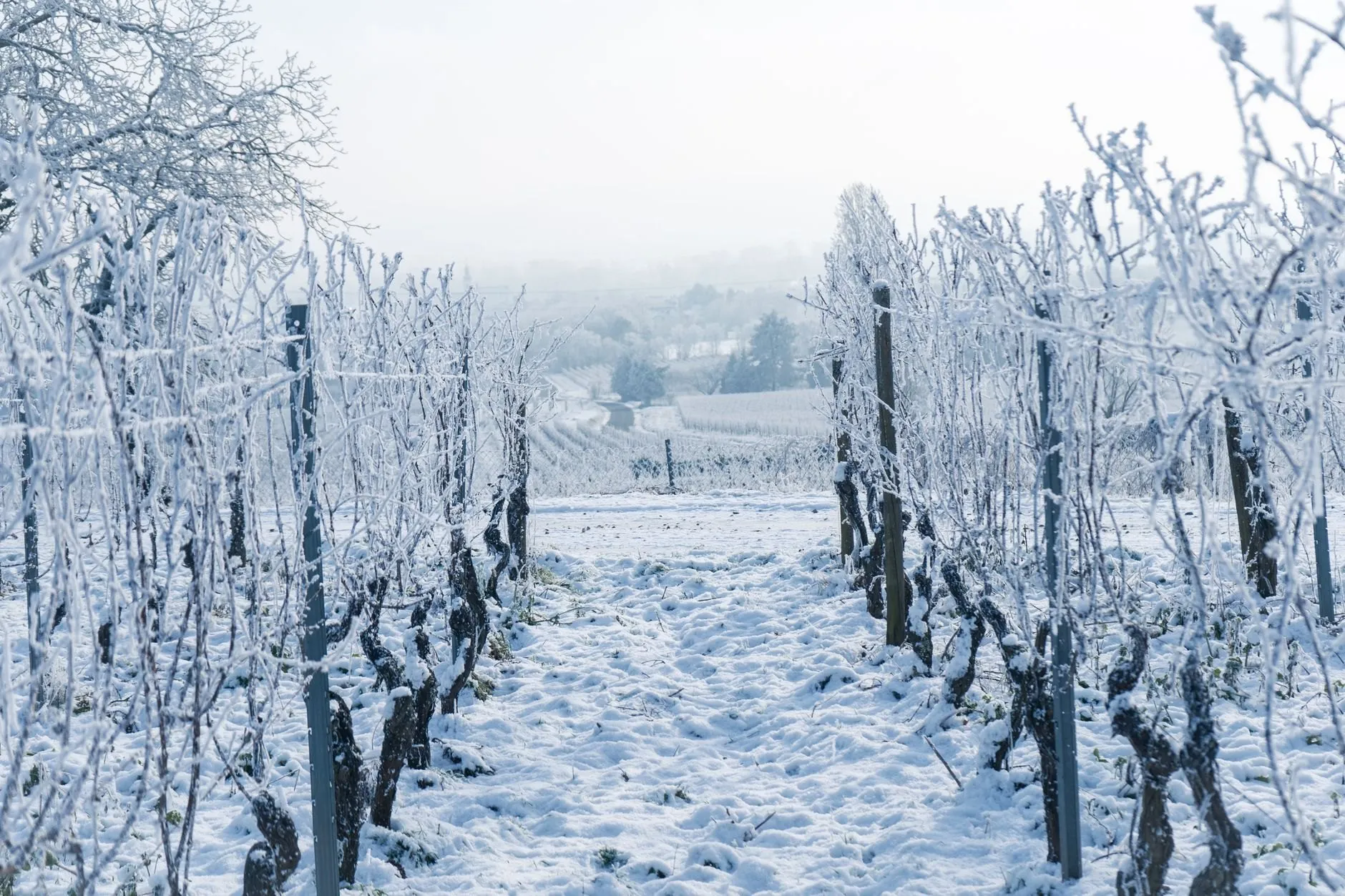 Every vine cut back by hand to two canes. The cellar door closes for the month while we do it.