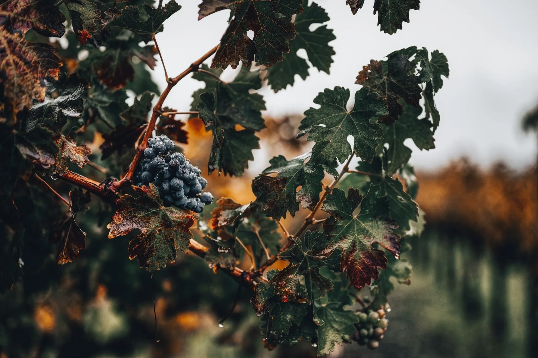 A bunch of dark Pinot Noir grapes among turning vine leaves