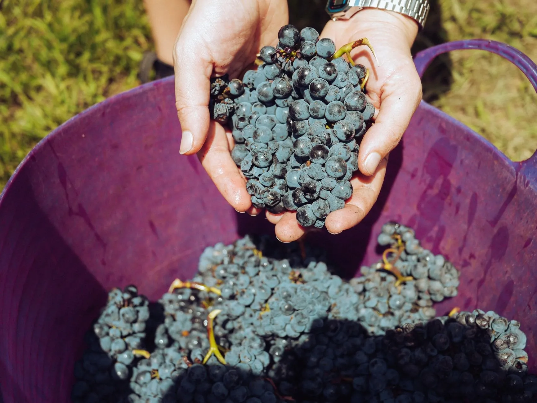 Two cupped hands holding freshly picked Pinot Noir grapes over a harvest tub