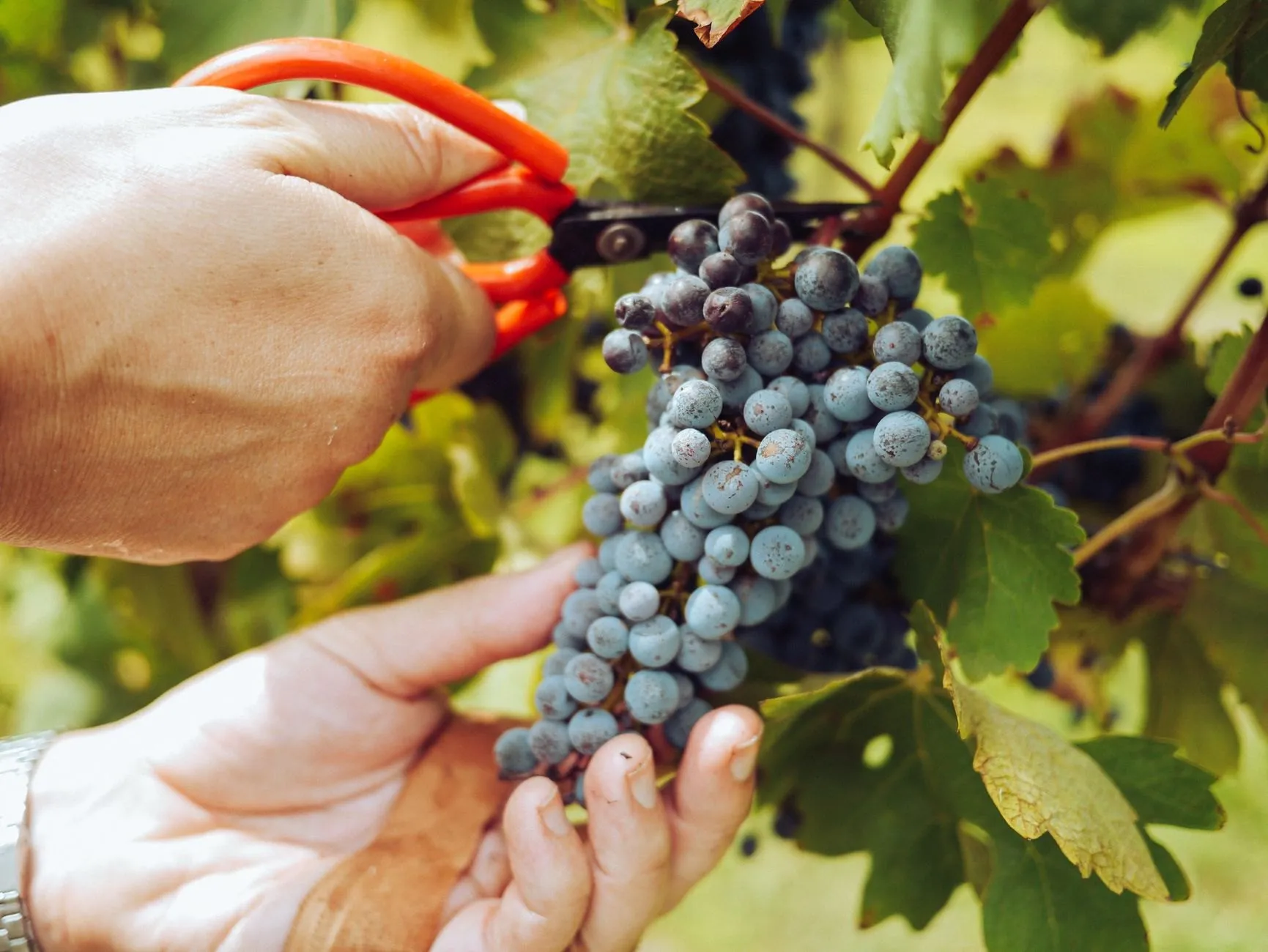 Twenty-five pickers, two weeks, every bunch cut into small crates so the fruit arrives whole.