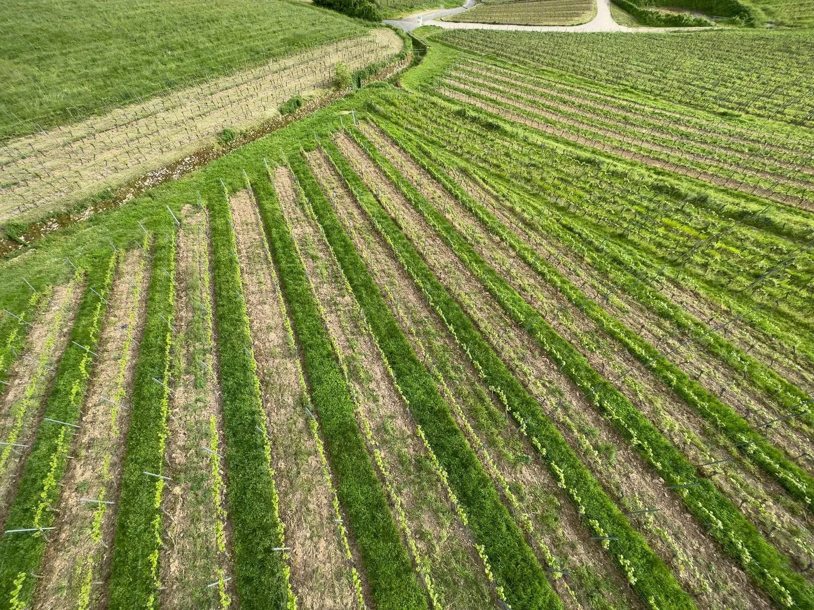 Young vine rows seen from above, running down a grassy slope with a lane at the top