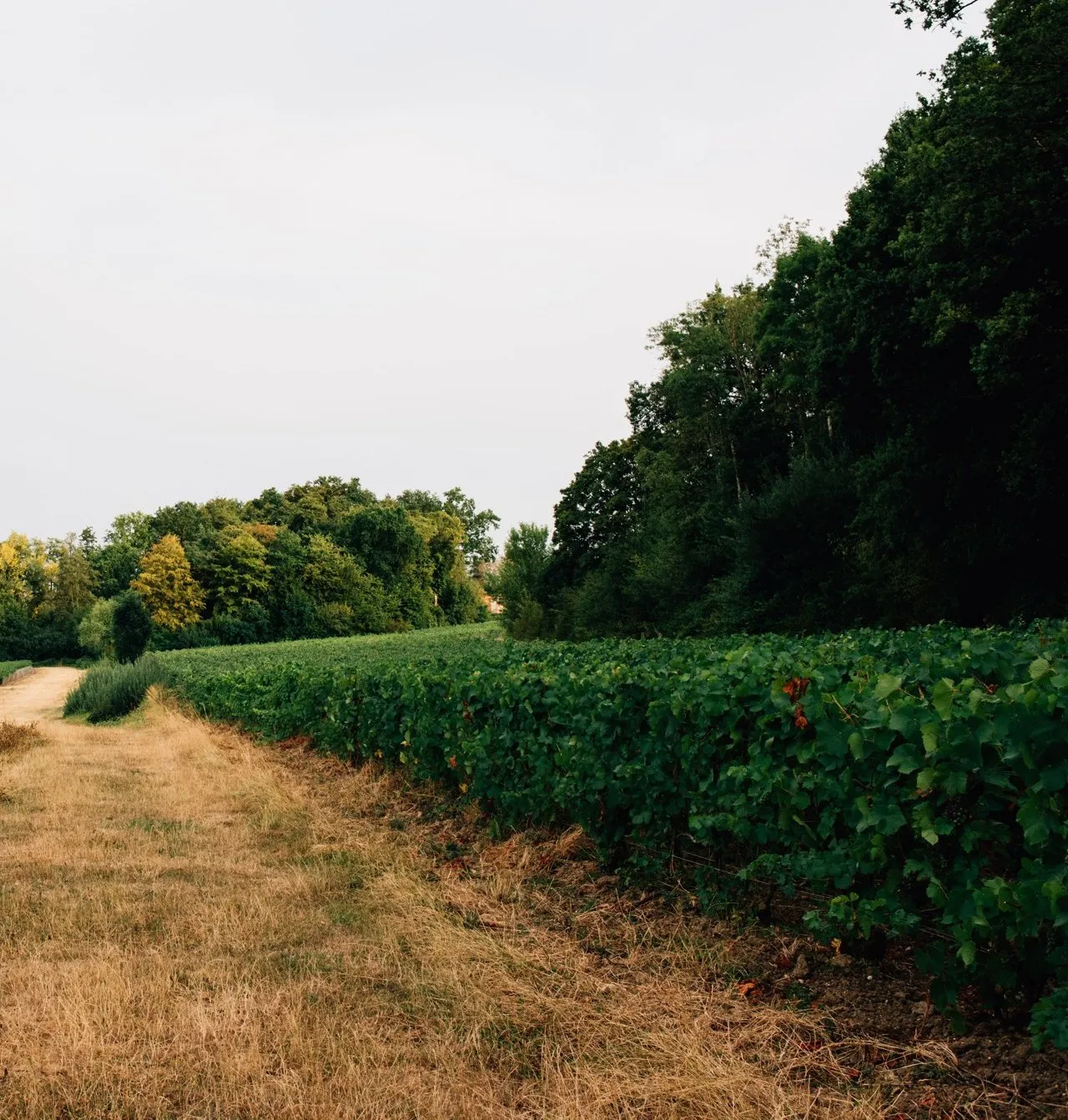 A grass track beside a row of vines at the edge of oak woodland, the way up from the car park