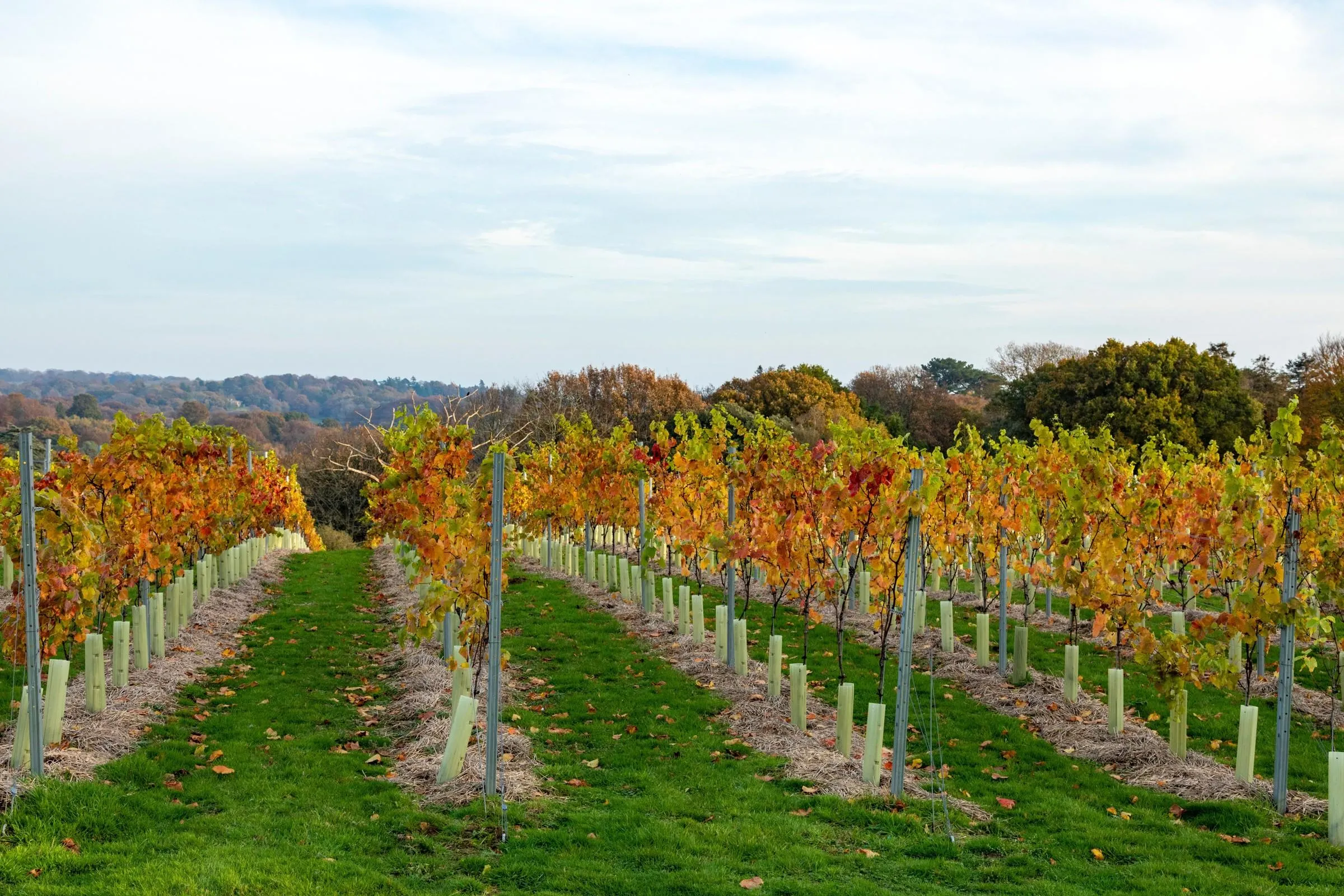 Autumn vine rows in gold and orange leaf running down a grassy slope, with oak woodland behind