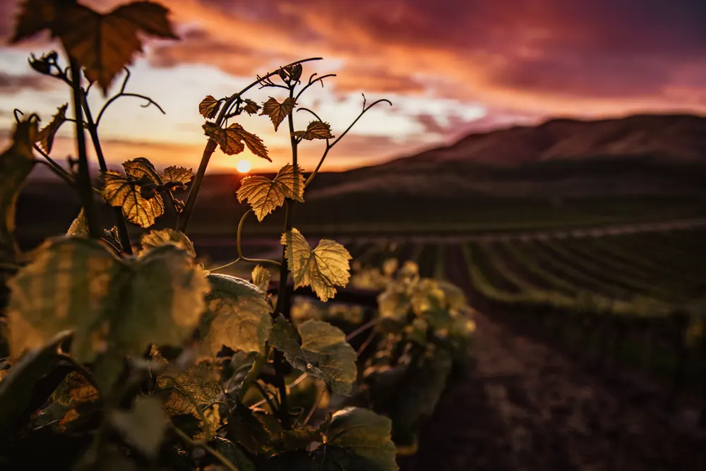 The same vines, ungraded control