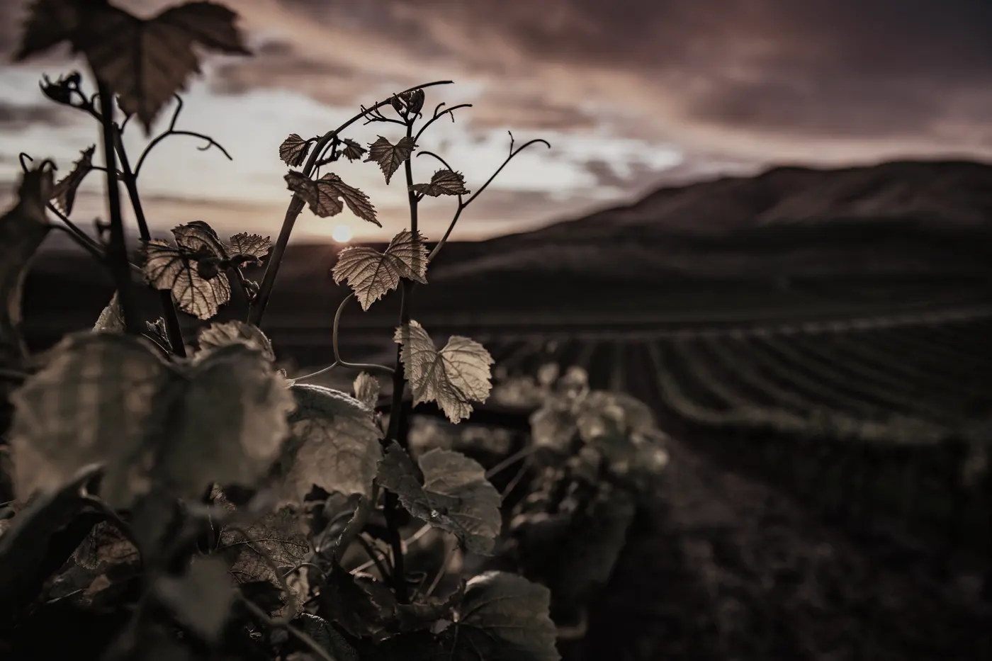 Rows of vines on the chalk in late autumn light